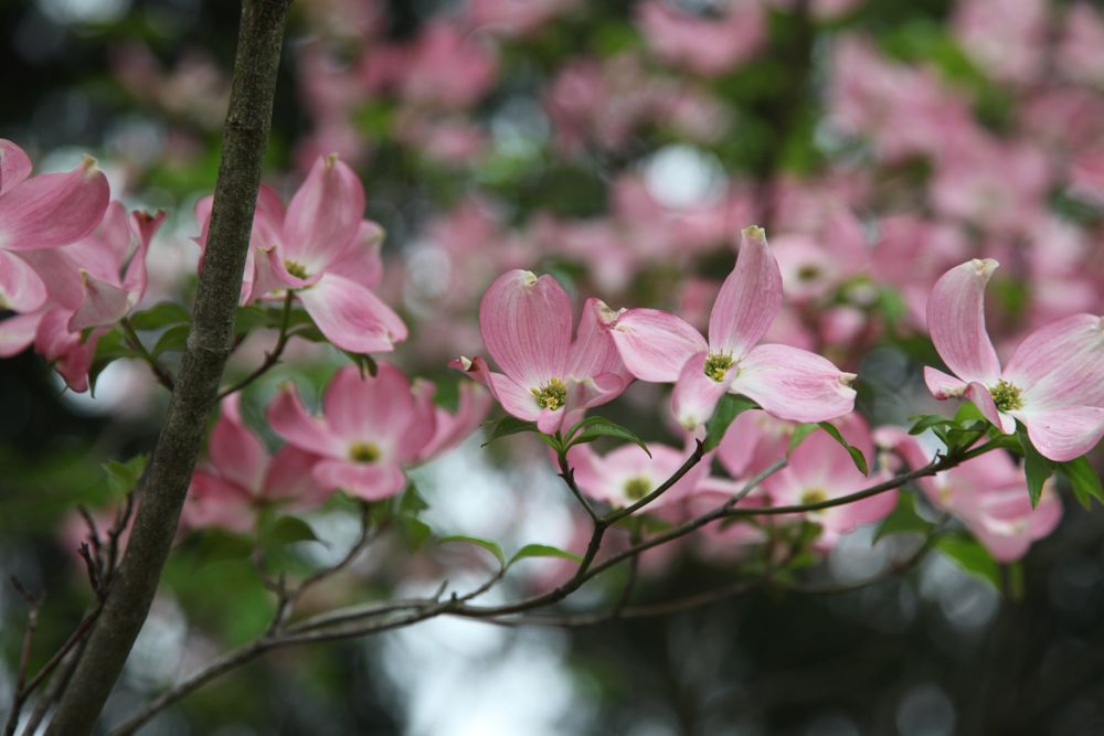 [Pink+Dogwood.JPG.jpg]