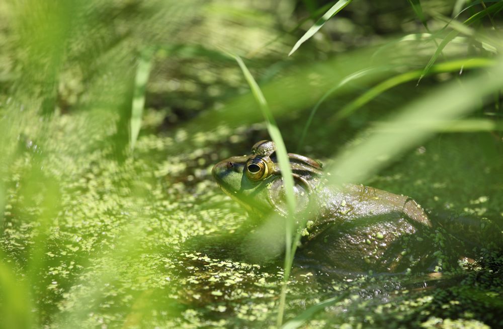 [Bullfrog+male.JPG.jpg]