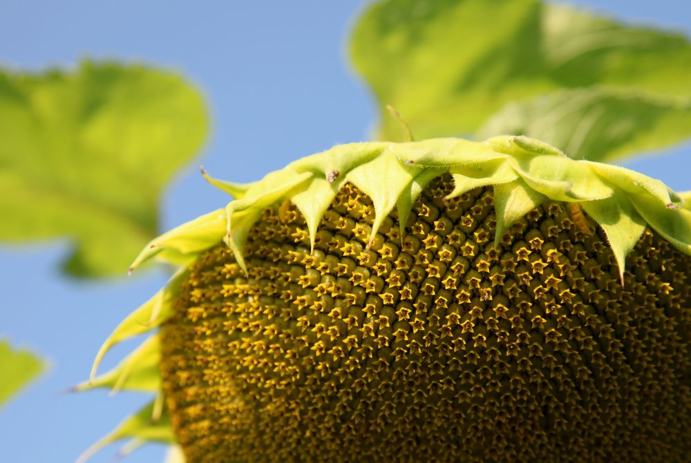 [sunflower+seeds.jpg]