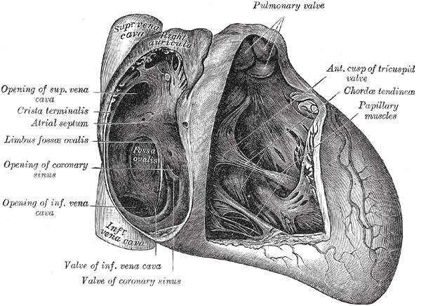 labelling heart. heart diagram labeled