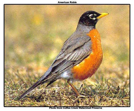 AmericanRobincopy