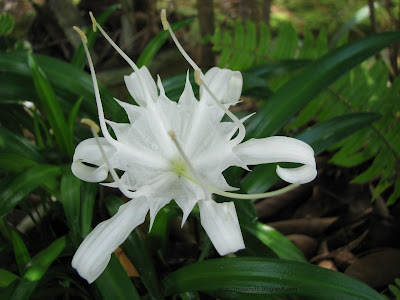 lily spider flower