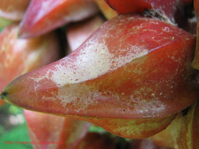 Baccaurea angulata - Belimbing Merah