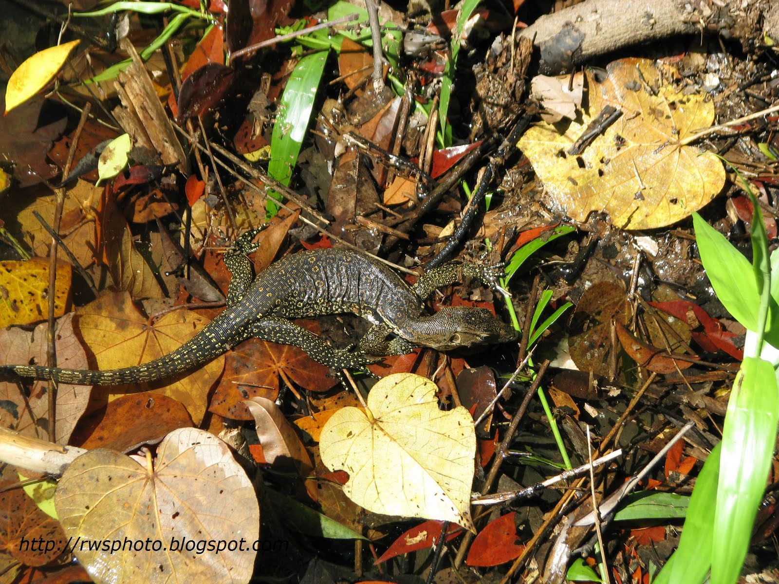 foto biawak - gambar hewan - foto biawak