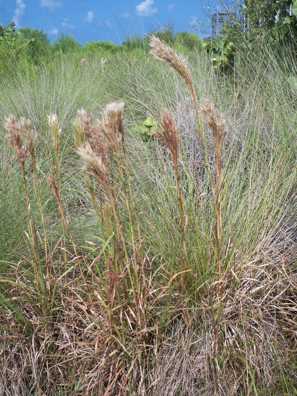 Southwest Florida Shoreline Studies Blooming Beach Grass "Bushy