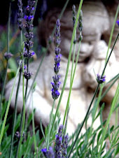 English Lavender