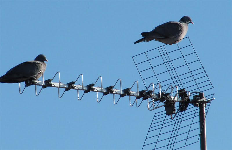 [palomas-en-Getafe5.jpg]