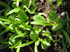 Baby spinach!