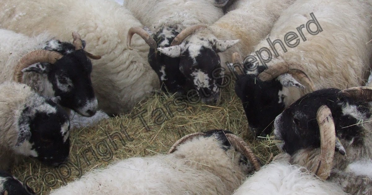 Shepherd's blog Why don't all sheep eat hay?