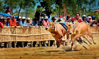 Karapan Sapi unik dari Madura