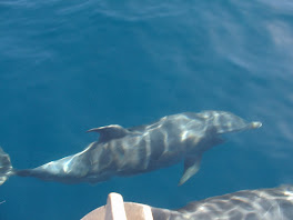 Les toujours magnifiques dauphins!