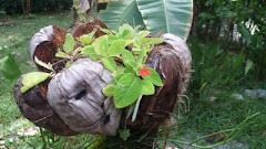 coconut planters