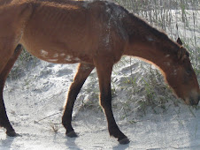 wild horse Cumberland Is.