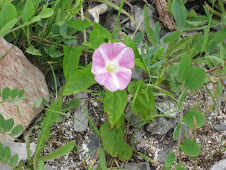 wild petunias