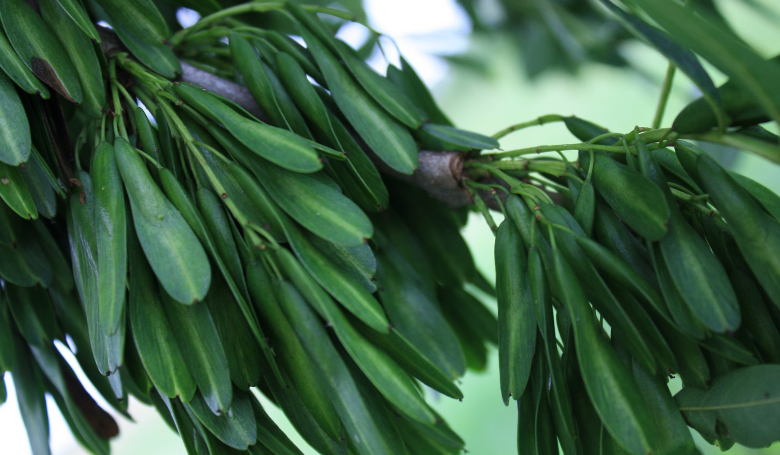 The Absinthe Fairy Free Foraged Food Ash Keys Pickling
