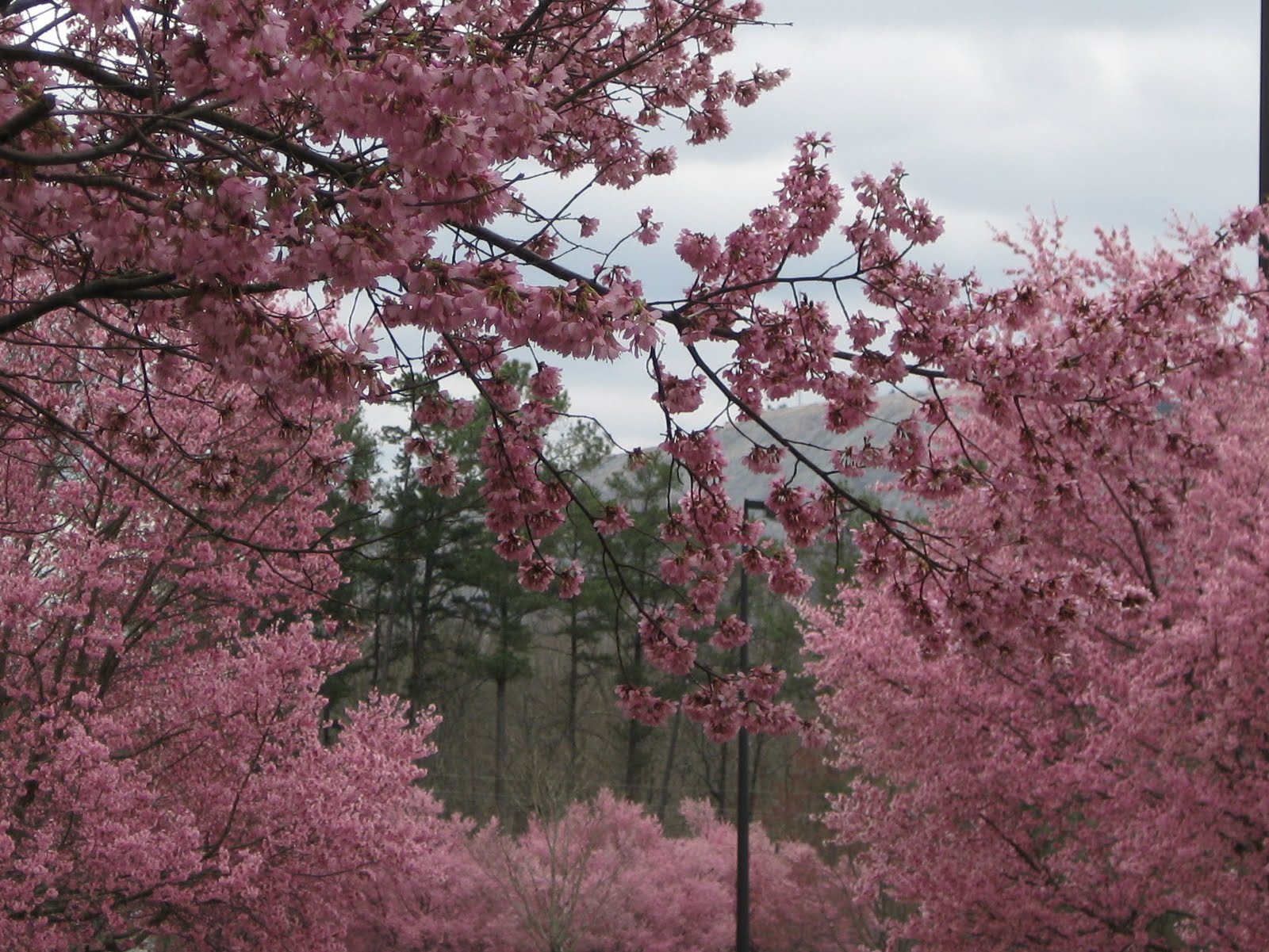 [Breathlessly+Pink.jpg]