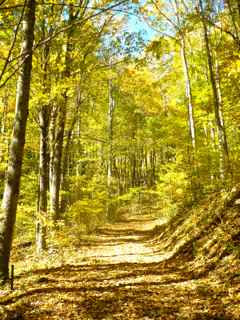 [YellowLeafRoad.jpg]