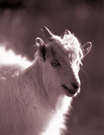 http://2.bp.blogspot.com/_YuR6V_Yr7Bk/S9AVPmJhlJI/AAAAAAAAEq4/A9RidC4TTRs/s1600/Cashmere-Goat.jpg