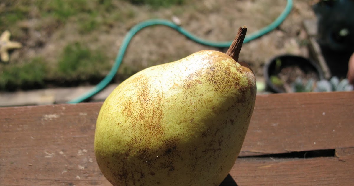 Canned Pears Recipe mostly foodstuffs
