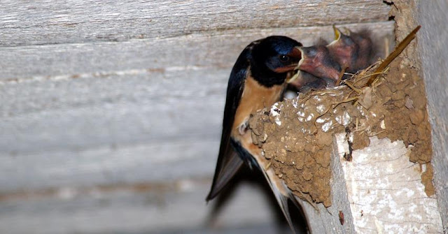 http://img.nundafoto.net/-/data/gallery/photos/19/9/369l-hirondelle-rustique-hirundo-rustica.jpg
