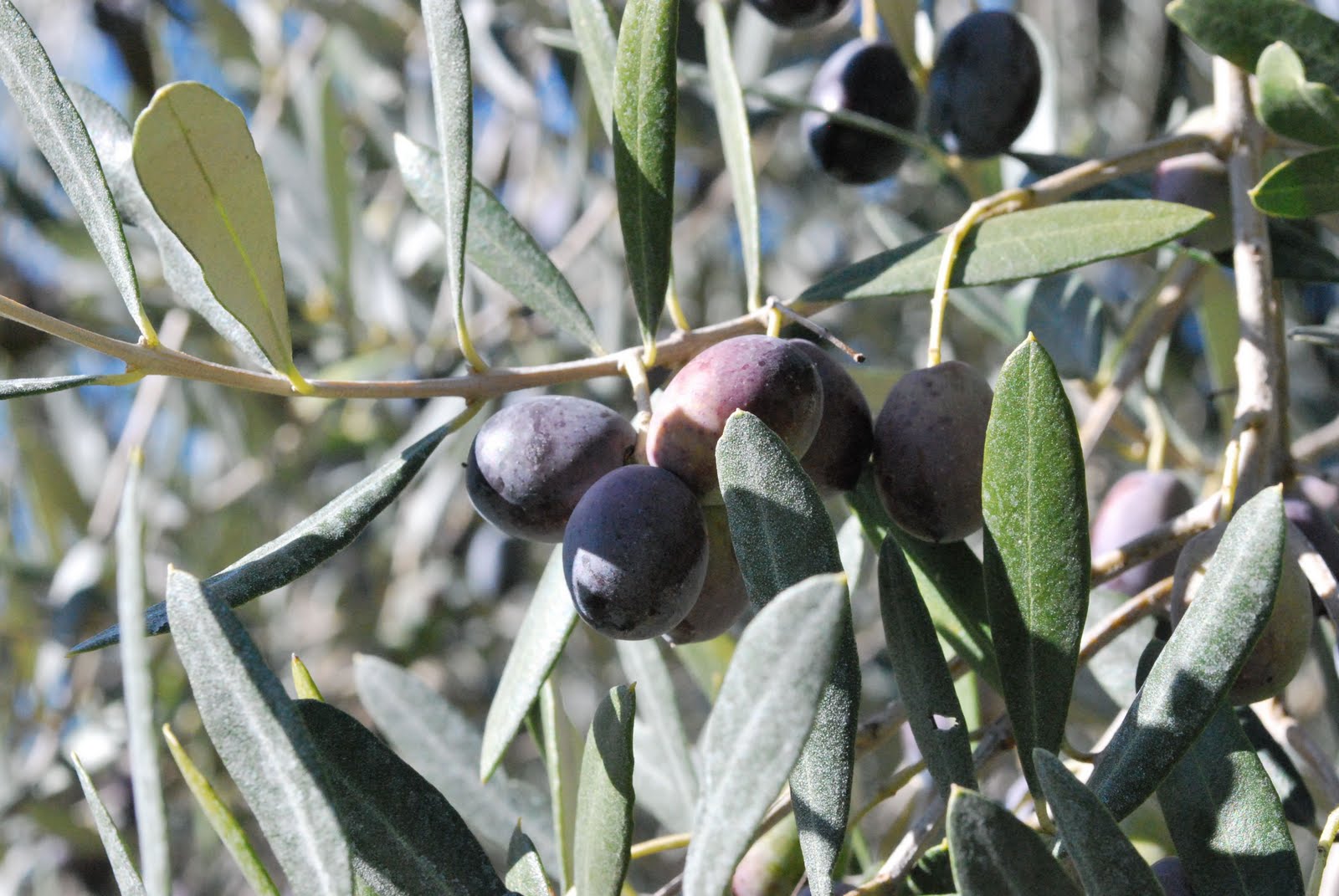 Cured Olives