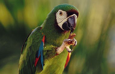 Should Cats Eat Birds Should Cats Eat Birds