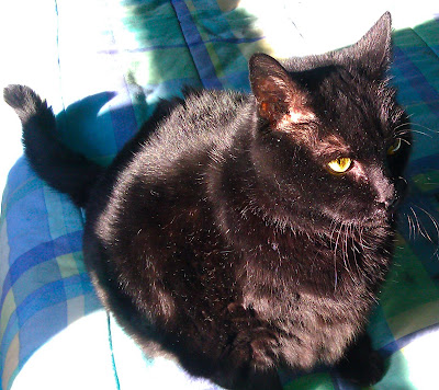 pie the cat pie the cat