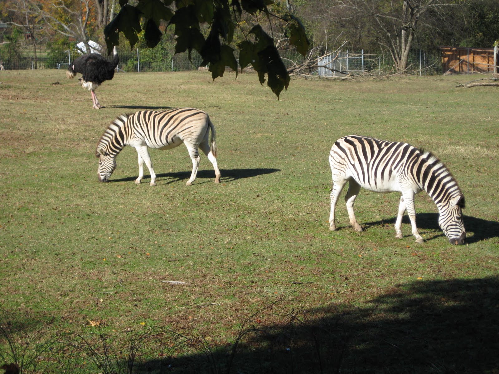 [zebras.jpg]