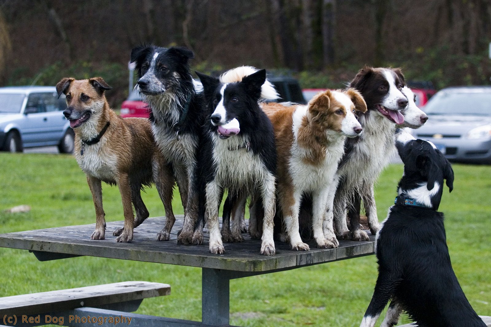 [Table+Dogs+copy.jpg]