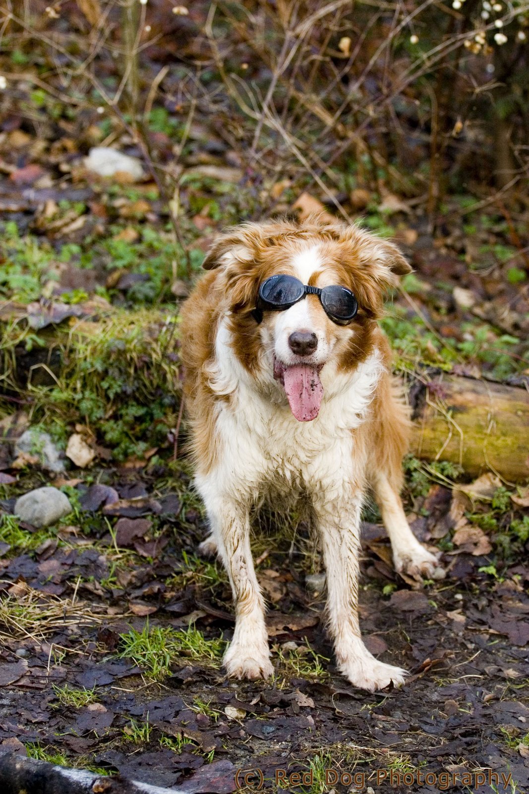 [Red+Doggles+copy.jpg]