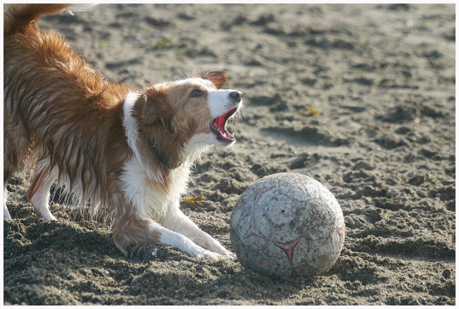 [bark.jpg]