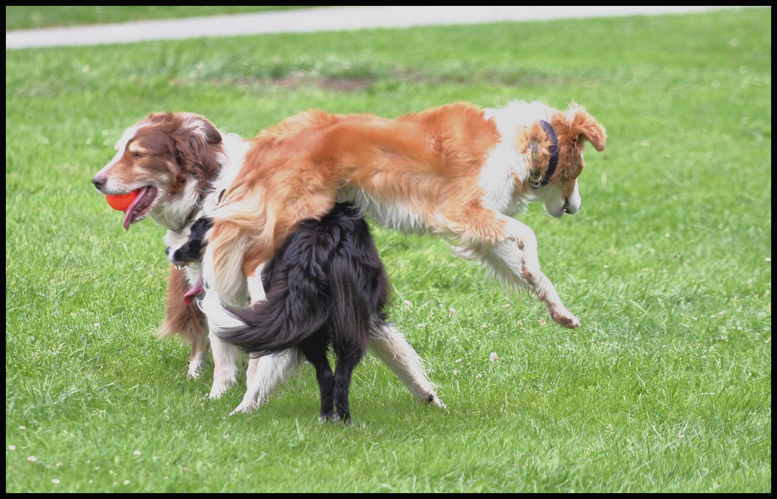 [dogpile.jpg]