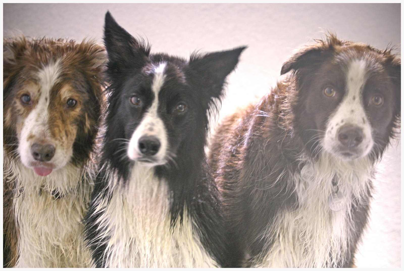 [3woofs.jpg]