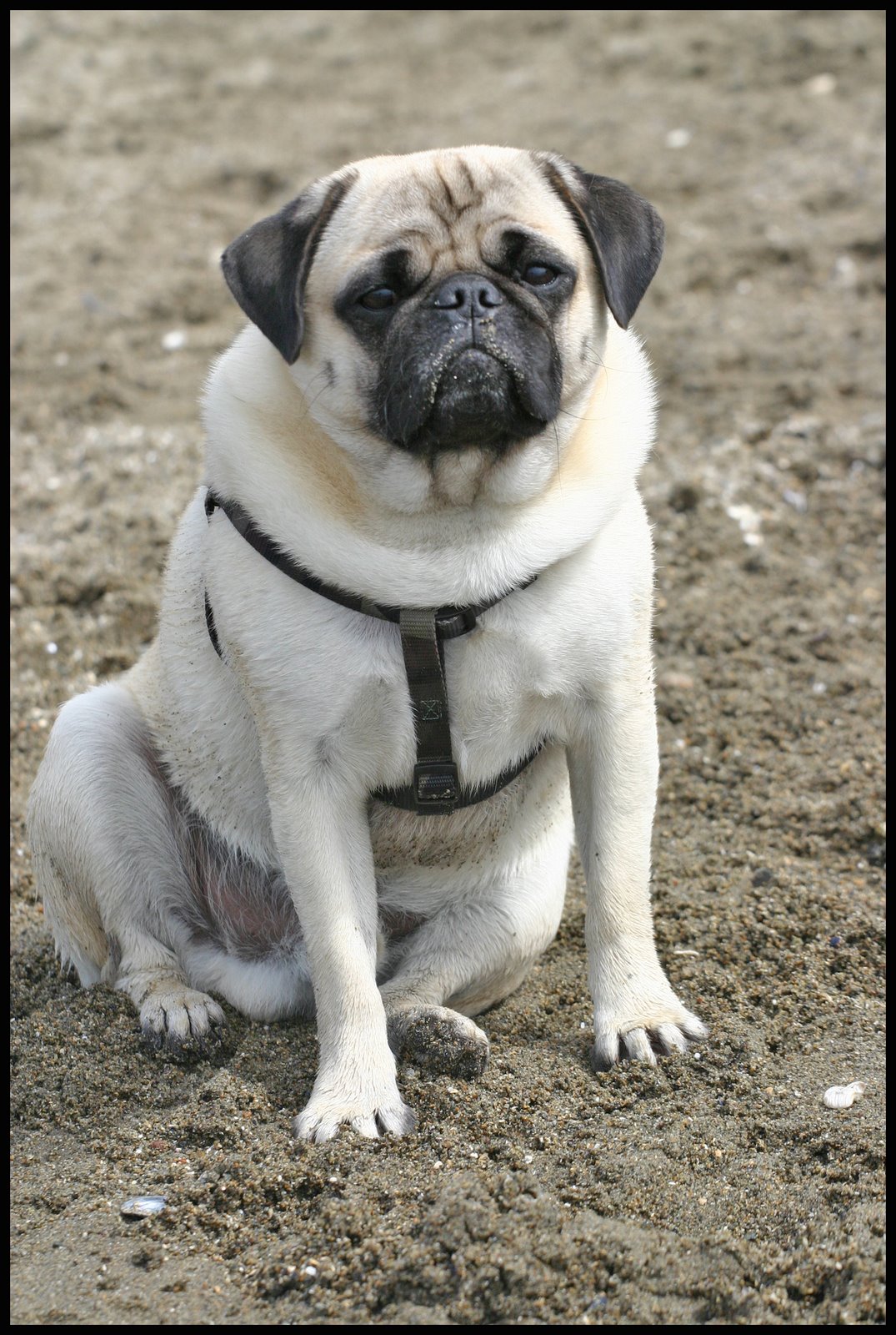 [pug1.jpg]