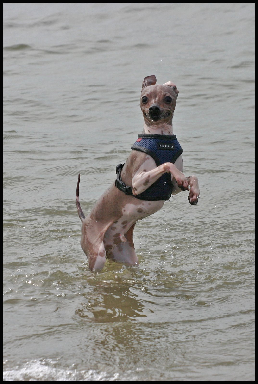 [terrier2.jpg]