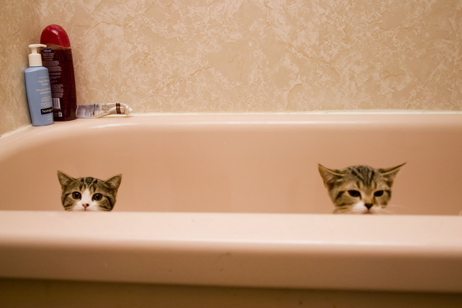 [cats2.JPG]