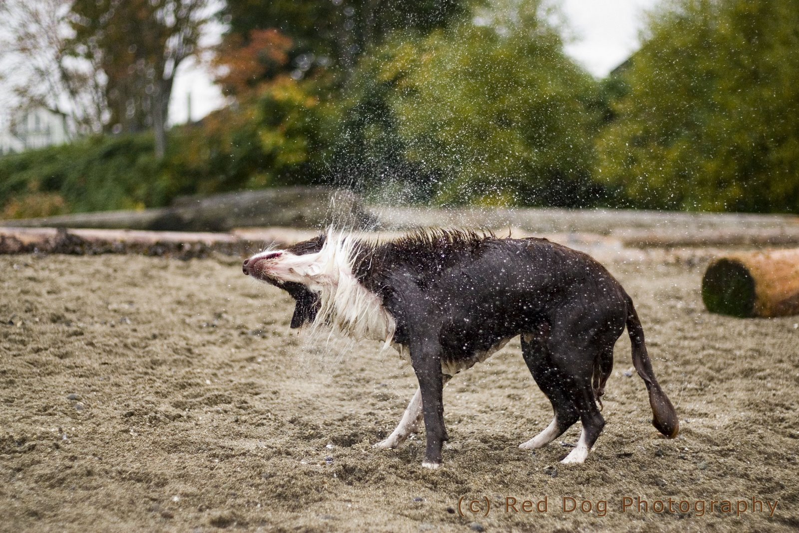 [tweedshake2+copy.jpg]