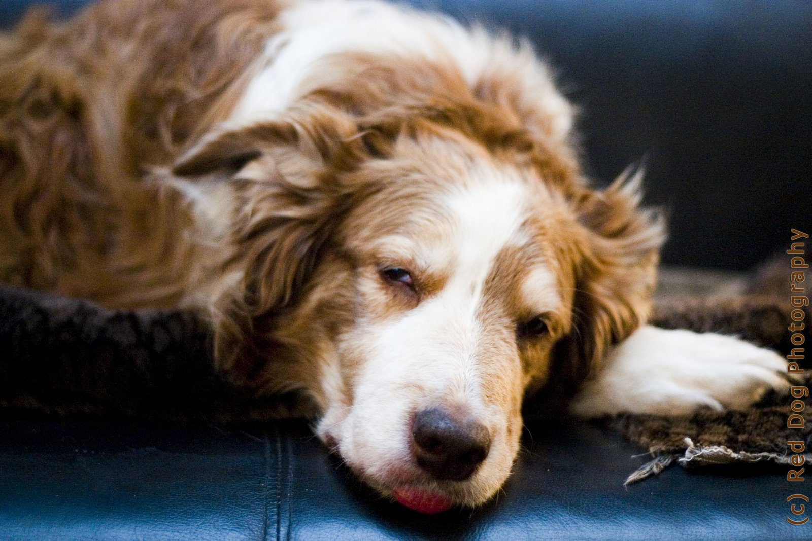 [Red+Dog+2+copy.jpg]