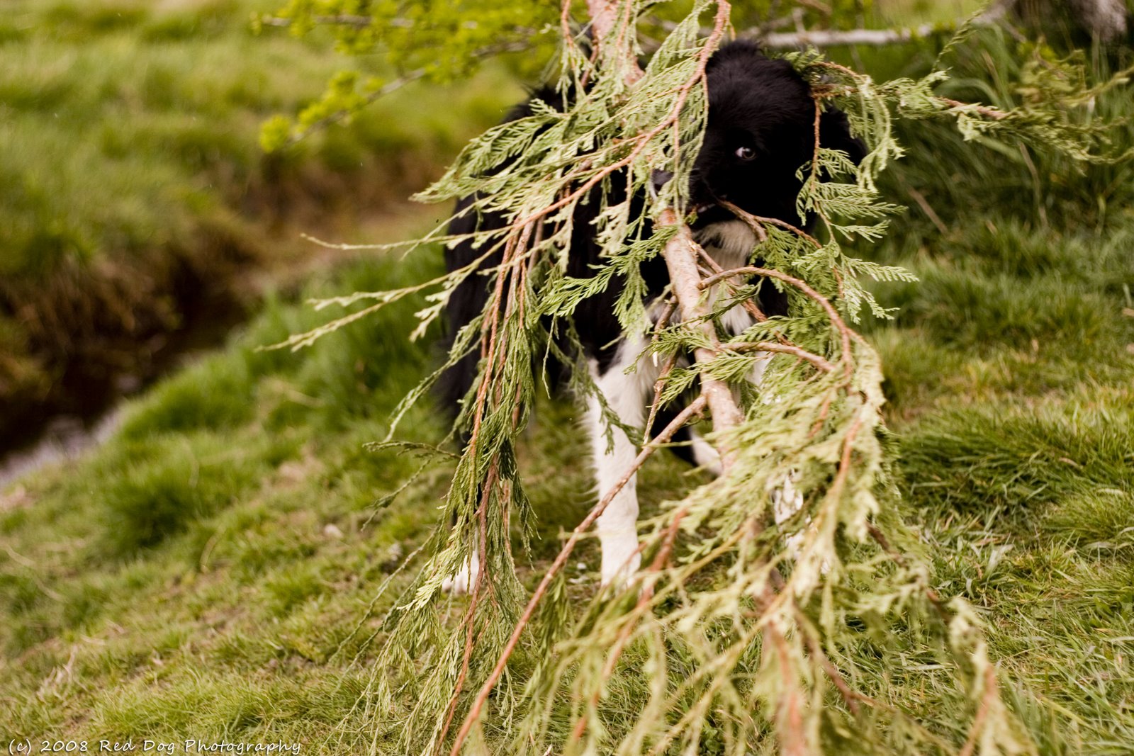 [Tree+Monster+copy.jpg]