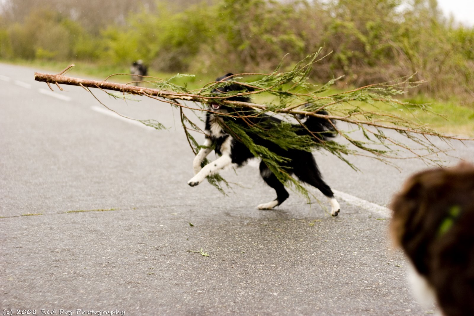 [Tree+Monster+II+copy.jpg]