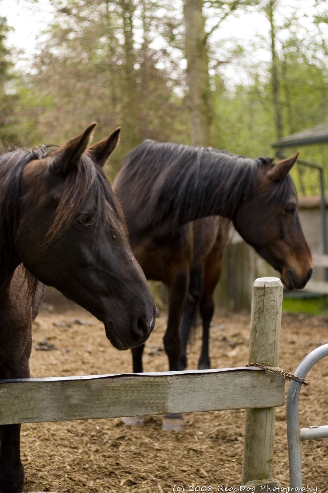 [Two+horses.jpg]