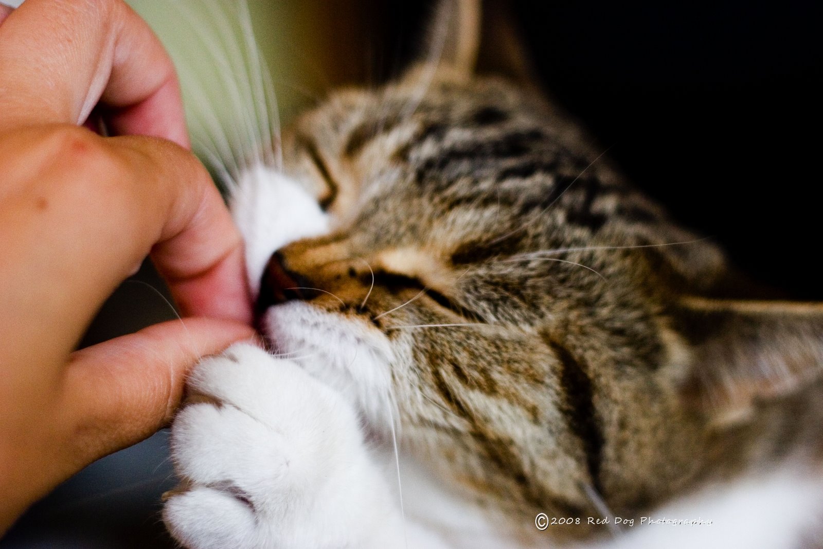 [kitty+tested.jpg]