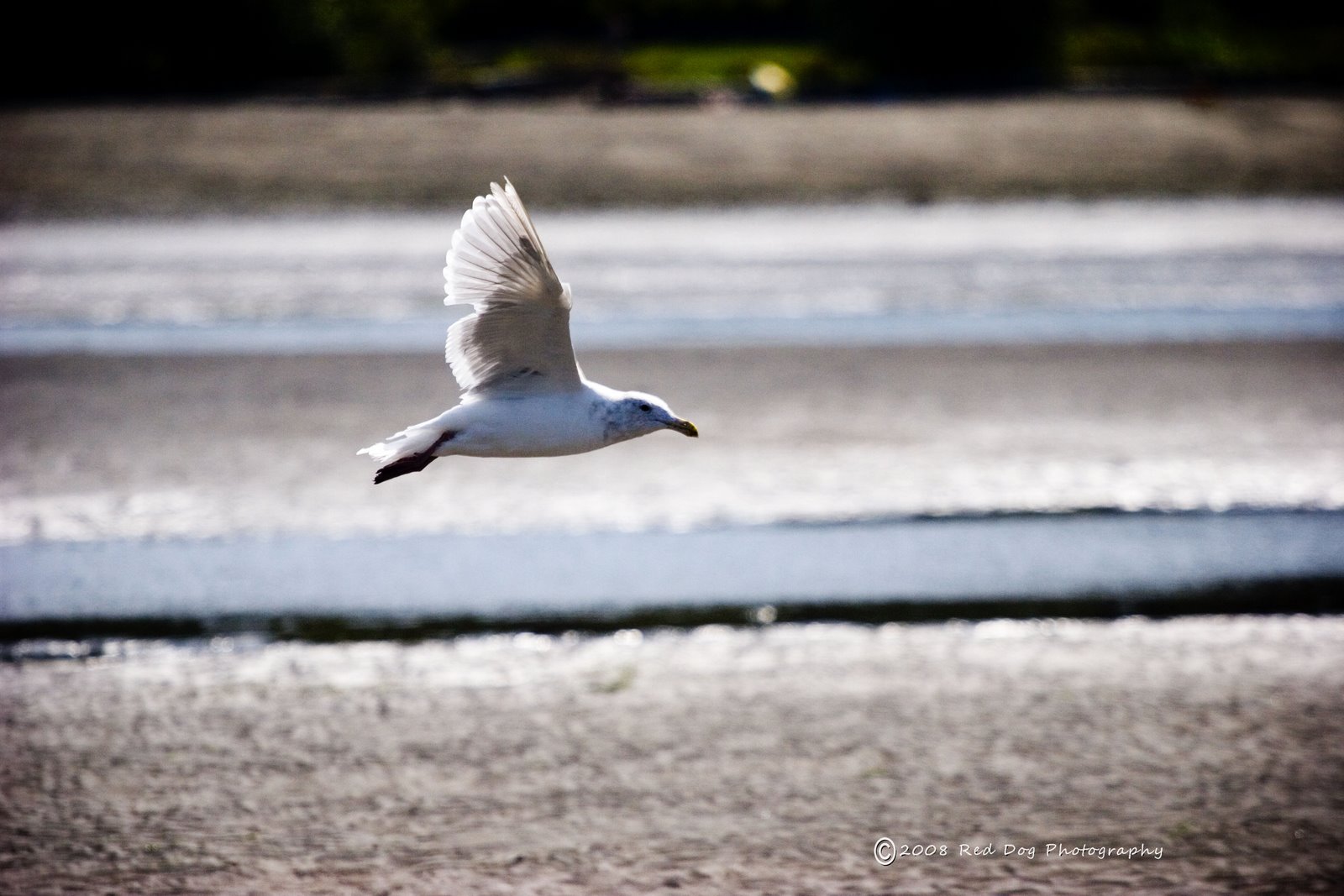 [gull.jpg]