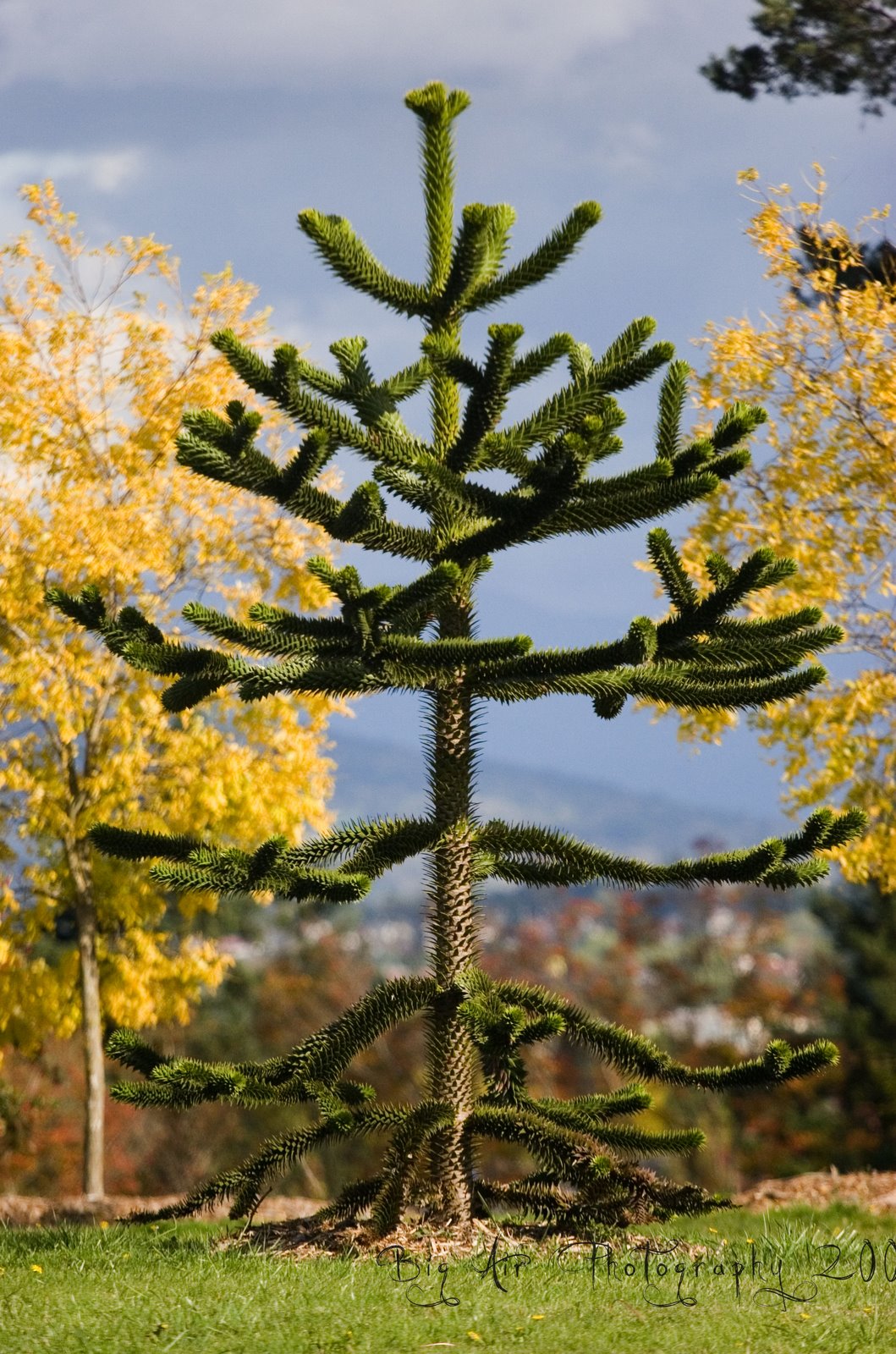 [monkey+tree.jpg]