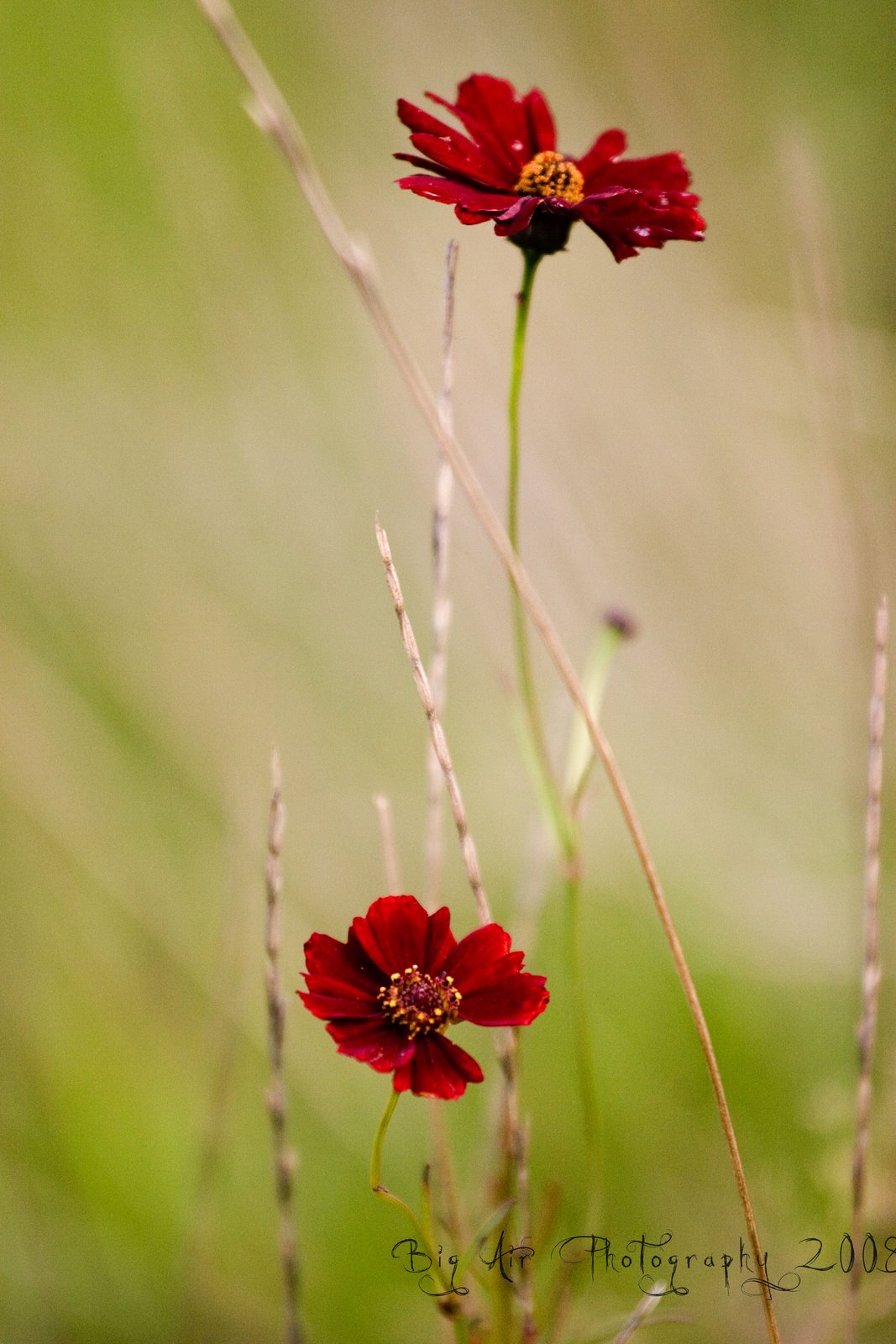 [red+flowers.jpg]