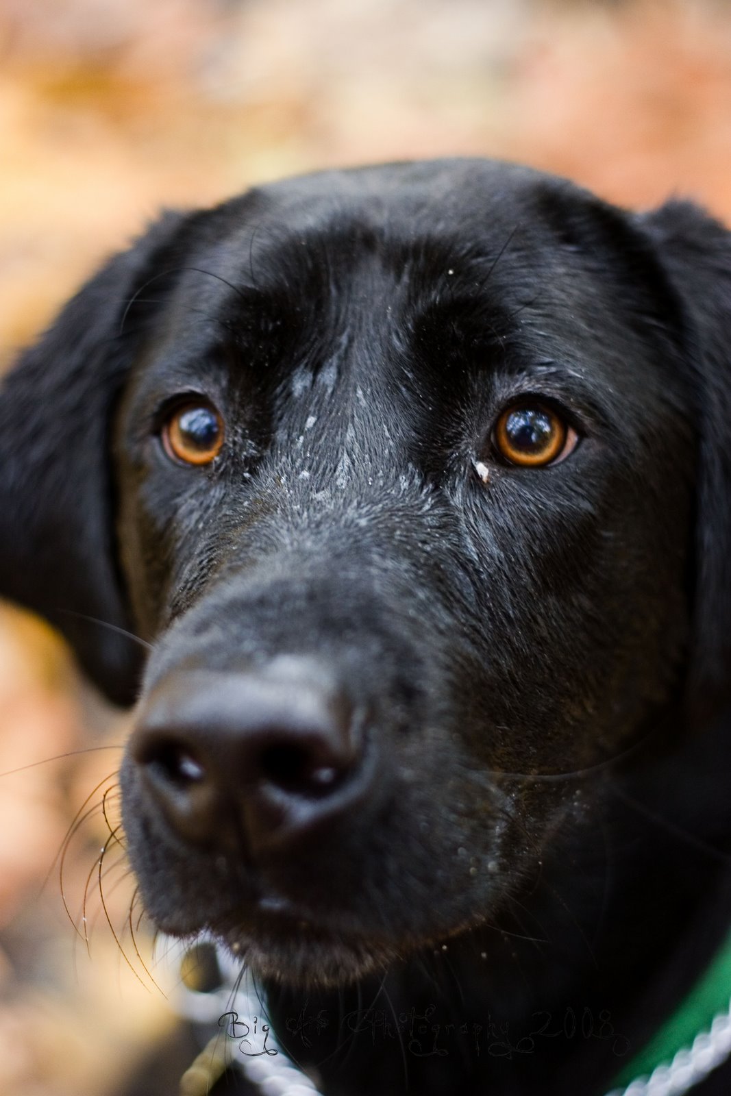 [black+lab.jpg]