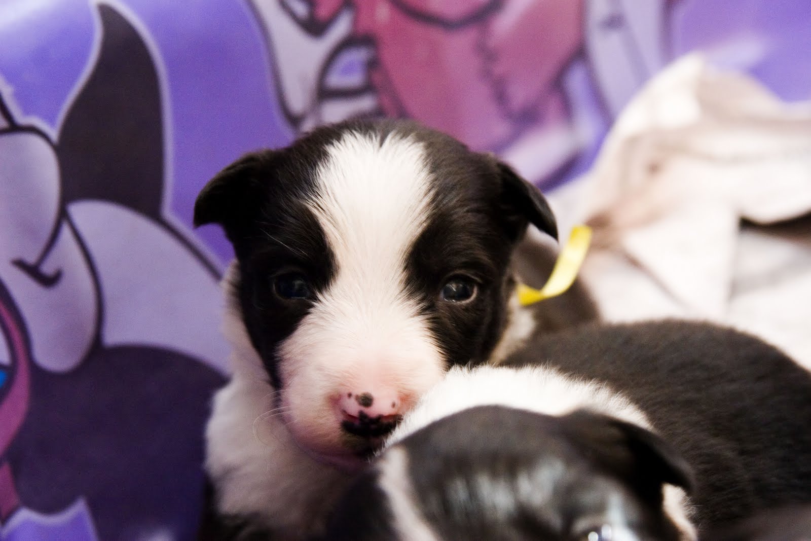 [random+pup.JPG]