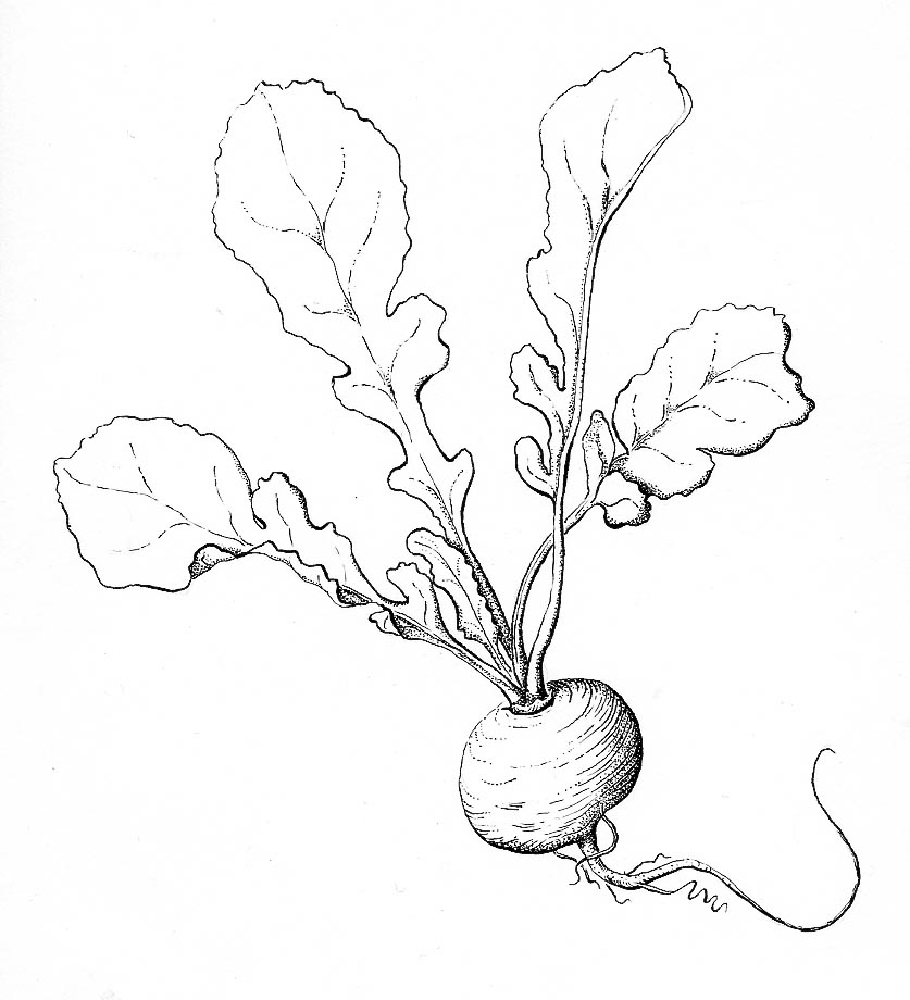 radish Drawings, Plant drawing, Pencil drawings