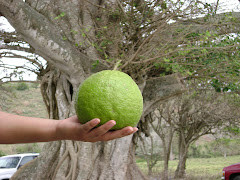 El mundo En un limOn R3aL