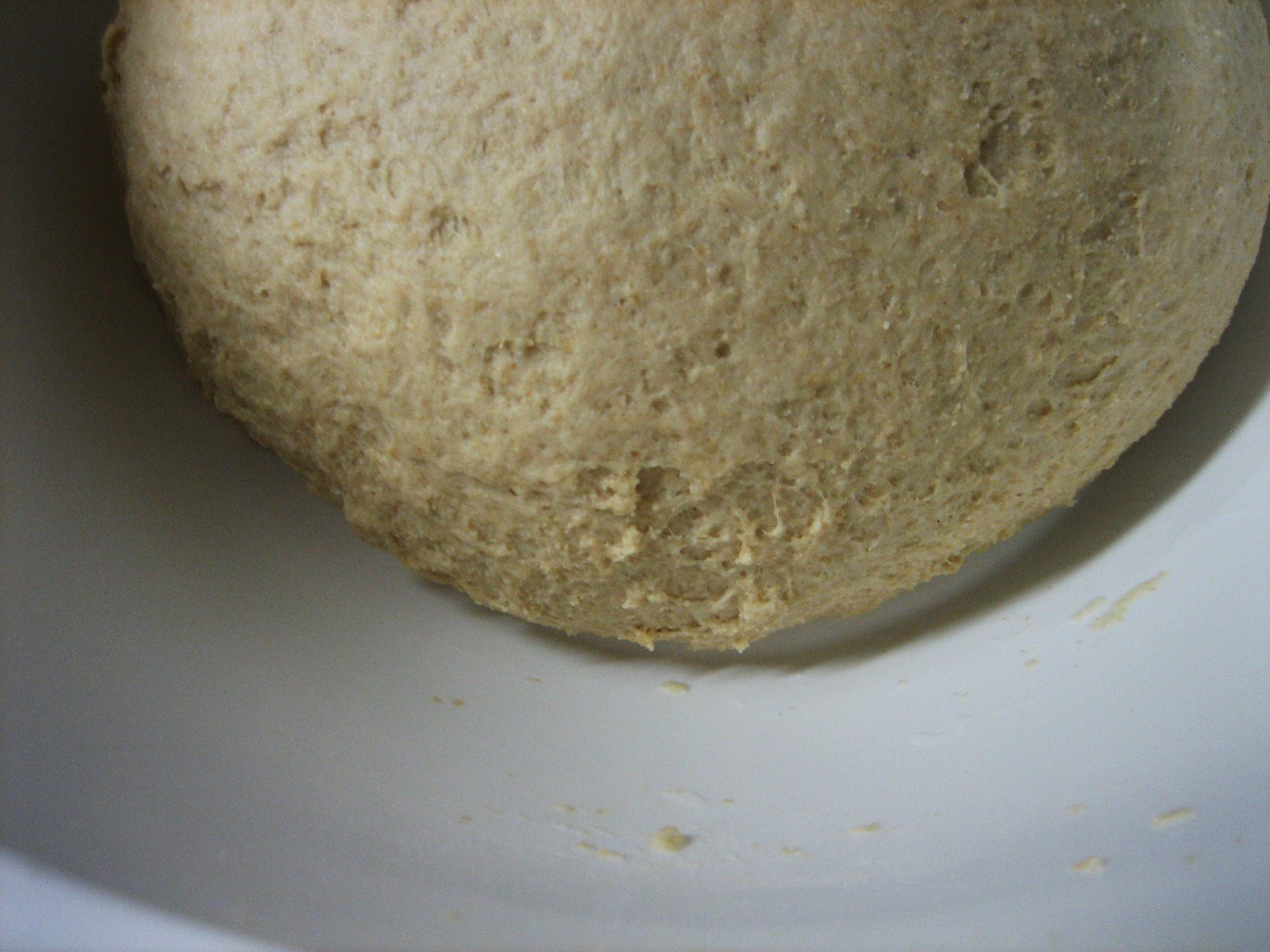 [bearbuns+032.JPG]